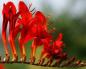 Crocosmia การปลูกและการดูแลในทุ่งโล่ง