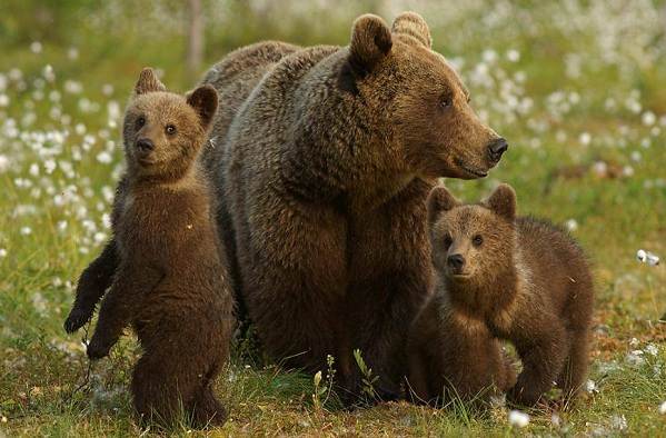 Beschreibung, Namen und Eigenschaften der Bären