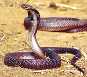 Lebensstil und Lebensraum der indischen Kobra