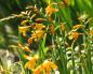 Crocosmia: การปลูกและดูแลในทุ่งโล่ง